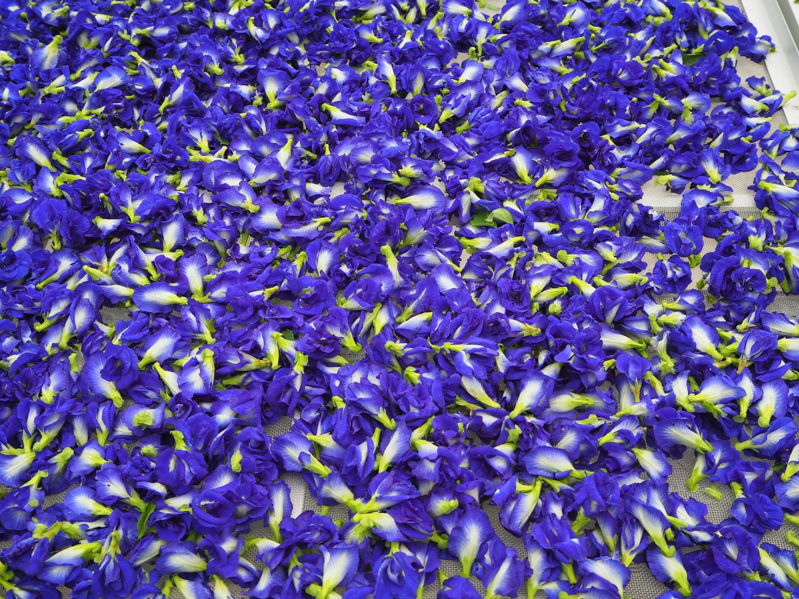 Синий чай Анчан цветок